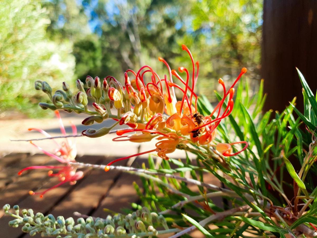 Forest Trails House, Dwellingup Villa Exterior foto